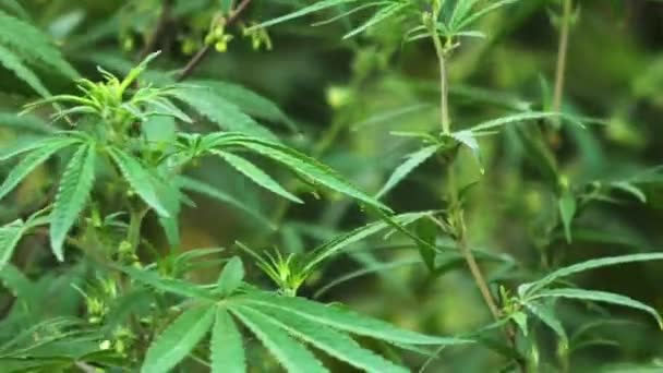 Cannabis Plante Marijuana Avec Des Feuilles Des Fleurs Vertes Dans — Video