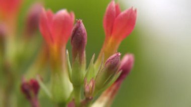 Bitkinin yeşil saplı kırmızı çiçekleri rüzgarda uçuşuyor ve bitkinin parçalarını gösteriyor.