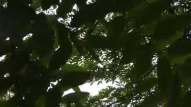 Gökyüzü yeşil ağaç yaprakları arasındaki boşlukta tüm görüntüyü gösterir.
