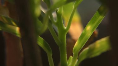 Yeşil yaprakların egzotik bitkilerini tarıyor ve tüm manzarayı gösteriyor..