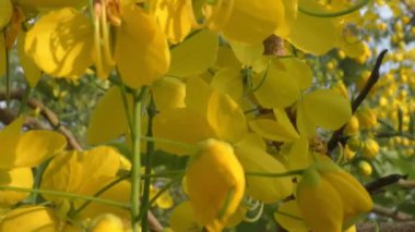 Ağacın dallarındaki büyük sarı çiçekler ve tüm manzarayı gösteriyor..