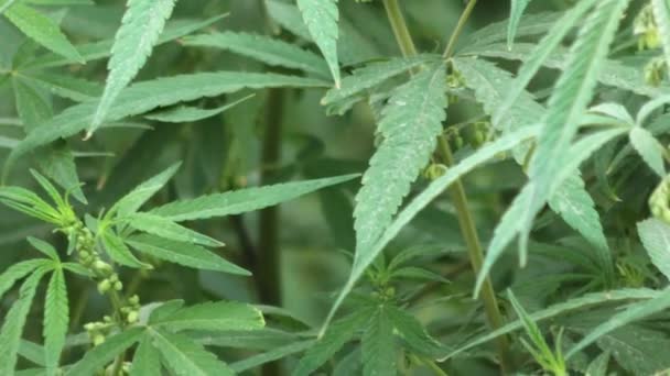 Cannabis Planta Marihuana Primer Plano Con Hojas Verdes Viento Sus — Vídeos de Stock