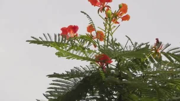 Κόκκινα Και Πορτοκαλί Λουλούδια Στην Κορυφή Ενός Δέντρου Και Δείχνουν — Αρχείο Βίντεο