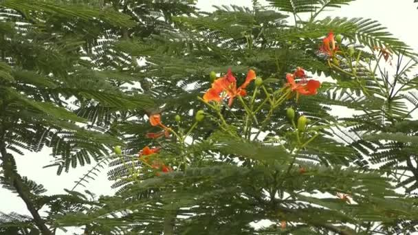Желто Оранжевые Цветы Зеленом Дереве Ветер Показывающий Полный Вид — стоковое видео