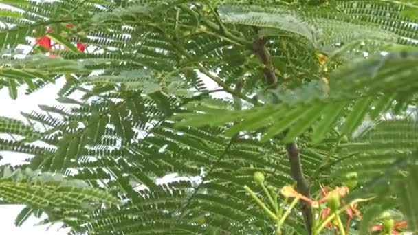 Arbre Vert Luxuriant Avec Des Feuilles Des Fleurs Orange Montrant — Video