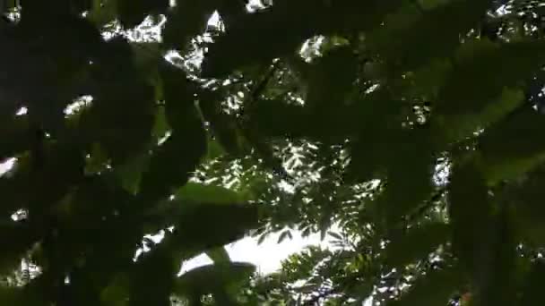 Sky Visar Genom Utrymmet Mellan Bladen Grönt Träd Och Visar — Stockvideo
