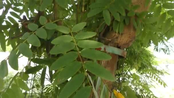 Big Trunk Stem Tree Being Shown Full Length Showing Full — Stock Video