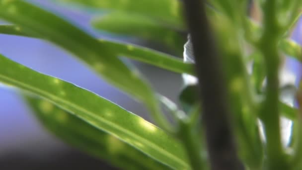 Bir Bitkinin Egzotik Yeşil Yapraklarını Tarayıp Tüm Manzarayı Gösteriyorum — Stok video