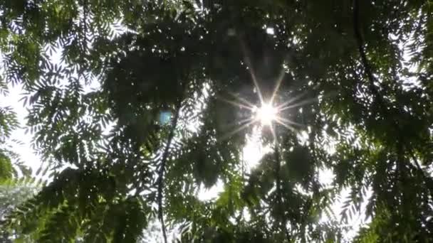 Solen Skiner Genom Gröna Blad Grenar Trädet Och Visar Den — Stockvideo