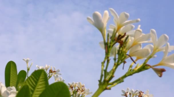 Λευκά Λουλούδια Στο Πράσινο Δέντρο Μπλε Ουρανό Και Δείχνει Την — Αρχείο Βίντεο