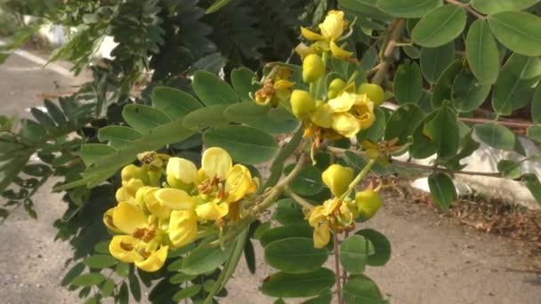 Flores Amarelas Folhas Verdes Árvore Mostrando Visão Completa — Vídeo de Stock