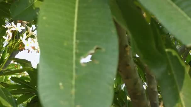 Показывая Белые Цветы Зеленые Листья Дерева Снизу Вверх Показывая Полный — стоковое видео