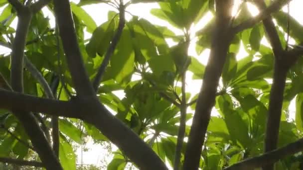 Słońce Świeci Przez Gałęzie Drzew Zielonych Liści Pokazuje Pełny Widok — Wideo stockowe