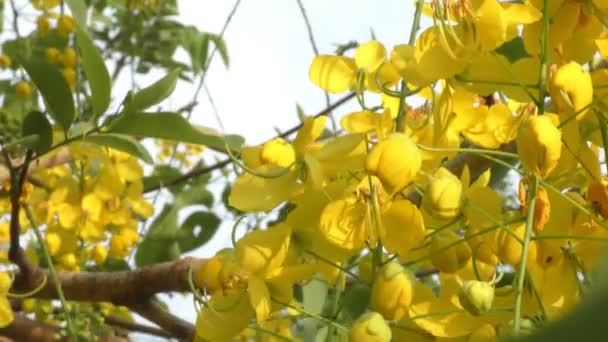 Τσάντες Και Κλαδιά Από Κίτρινα Λουλούδια Ένα Πράσινο Δέντρο Φύλλων — Αρχείο Βίντεο