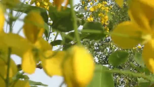 Zelený Strom Plný Žlutých Květin Kymácející Větru Ukazující Plný Výhled — Stock video