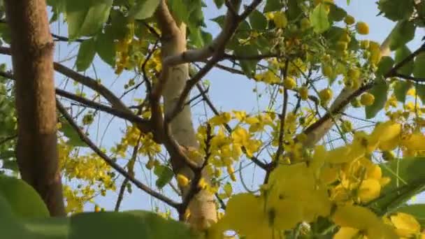 Sarı Çiçeklerle Dolu Bir Ağaç Onu Tepeden Tırnağa Gösteriyor Tüm — Stok video