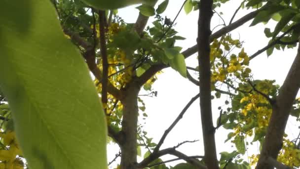 穿过绿树和黄花的枝条 展现全景 — 图库视频影像