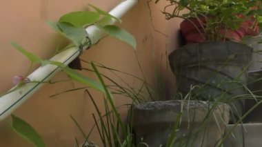 Ev bahçesinde yeşil bitkiler ve merdivenler ve topraktan sürünen