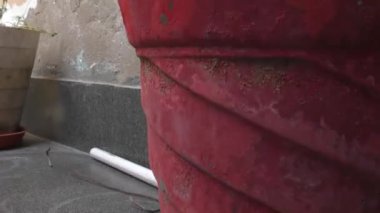 Ev bahçesinde ve merdivenlerde yeşil bitkiler