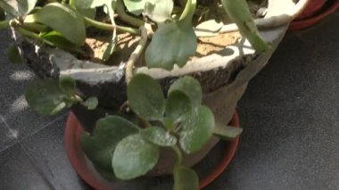 Ev bahçesinde ve merdivenlerde yeşil bitkiler ve ayrıca taze yapraklı saksılarda