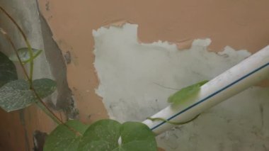 Ev bahçesinde, merdivenlerde ve arkadaki duvarda yeşil bitkiler.