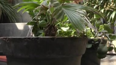 Saksılarda bitkiler var. Yerden yukarı doğru yükselen bir manzara var.