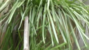 Bahçedeki saksılarda otlar ve çiçek bitkileri