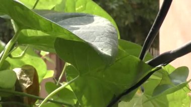 Yeşil yaprağın geniş yüzeyi ve bahçedeki bitki grubu.