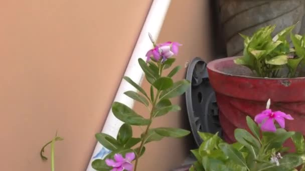 家庭花园和楼梯上的绿色植物 开着五颜六色的花和红色的花盆 — 图库视频影像