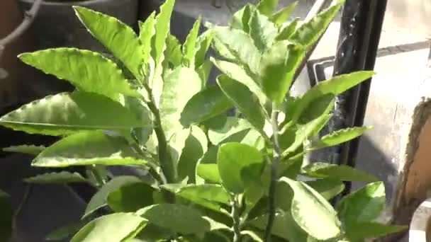Πράσινα Φυτά Στον Κήπο Του Σπιτιού Και Σκάλες Και Φως — Αρχείο Βίντεο