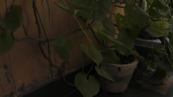 Zelené Rostliny Domácí Zahradě Schodiště Tmavých Místech — Stock video