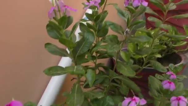 Plantes Vertes Dans Jardin Maison Les Escaliers Long Tuyau — Video