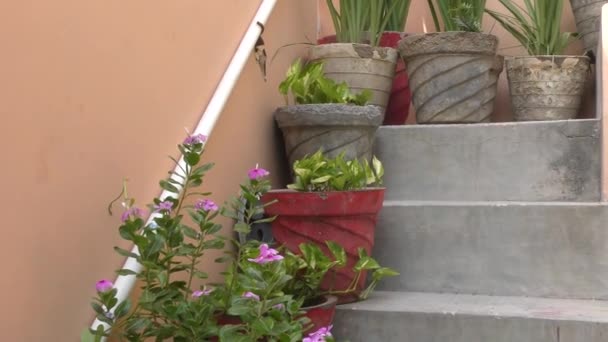 Flower Pots Stairs Green Plants Flowers Them — Stock Video