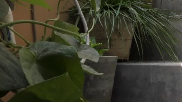 Vasos Flores Nas Escadas Com Plantas Solo — Vídeo de Stock