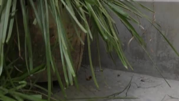 Tanaman Pot Dan Rumput Dengan Pemandangan Atas Tangga — Stok Video