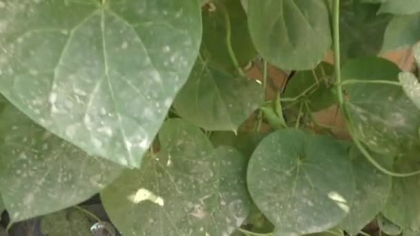 Plantes Suspendues Sur Les Clôtures Avec Grandes Feuilles Avec Poussière — Video