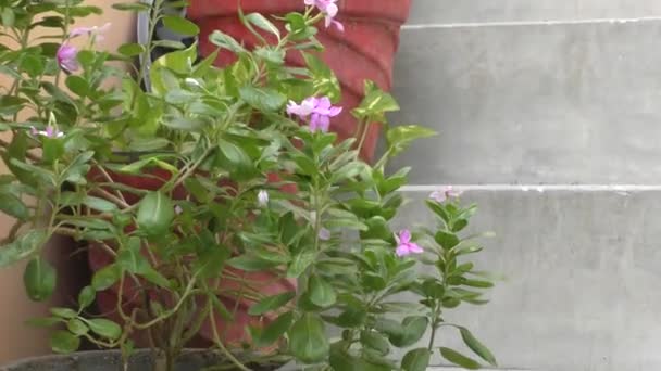 自宅の庭の階段に緑の葉と赤の花を持つ植物 — ストック動画