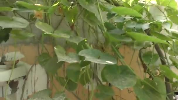 自宅の壁の庭でフェンスのための植物やぶら下がっている — ストック動画
