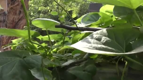 Pflanzen Mit Langen Und Großen Blättern Hausgarten Auf Treppen — Stockvideo