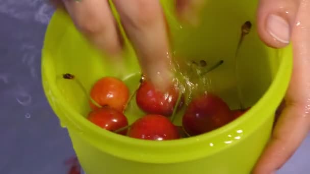 Reife Kirschen Mit Den Fingern Aus Schüssel Und Wasser Pflücken — Stockvideo