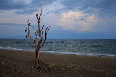 Gün batımında sahilde kurumuş ağaç. Düşmeye yaz sezonu değişikliğinden