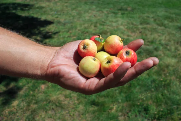 A man\'s hand holding small apples in garden