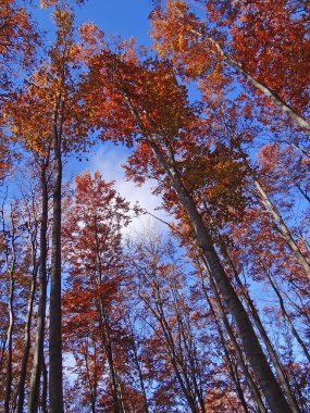 Sonbahar ağaçları ile renkli mavi gökyüzü arka plan üzerinde yapraklar