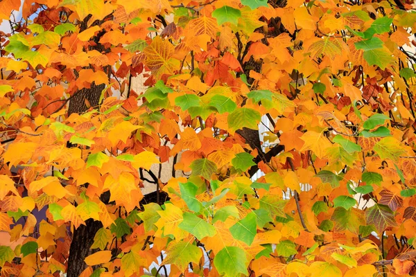 Πολύχρωμο Φθινόπωρο Φύλλα Έντονα Χρώματα Πράσινο Και Κίτρινο — Φωτογραφία Αρχείου