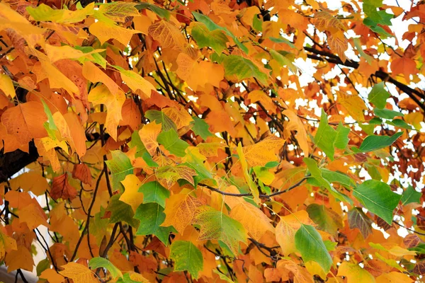 Groen Geel Gekleurde Herfst Bladeren Achtergrondstructuur — Stockfoto