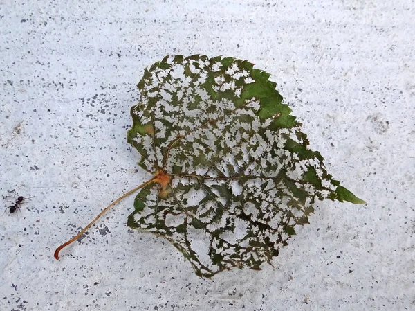 Έντομο Τρώγεται Πράσινο Φύλλο Σκαλιστά Παράξενο — Φωτογραφία Αρχείου