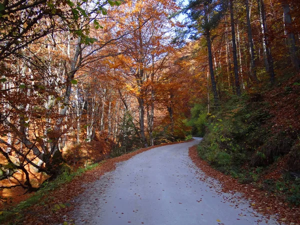 Renkli sonbahar manzara orman yalnız ülkede yol