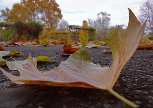 Осіннє Листя Впало Землю Парк Восени — стокове фото