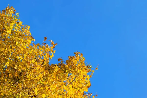 Yellow Autumn Leafs Blue Sky Background — Stock Photo, Image