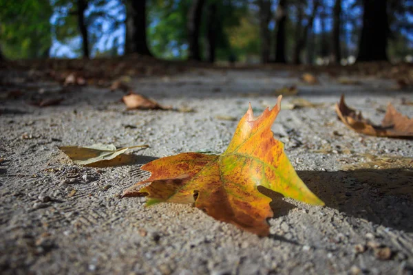 秋には紅葉 公園中の未舗装道路に落ちて — ストック写真